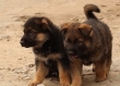 Show quality males and females German Shepherd Puppies
